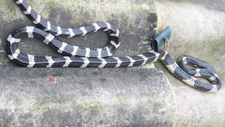 Bé trai 3 tuần tuổi bị rắn độc bò vào nhà cắn tử vong