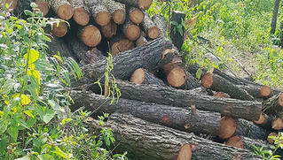 Kiểm lâm Nghệ An mời công an điều tra vụ phá rừng phòng hộ ở huyện Hưng Nguyên 