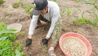 Hành tăm rớt giá, “bí” đầu ra khiến nông dân lao đao  ​