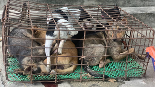 Phục bắt nhóm 'cẩu tặc' liên tỉnh
