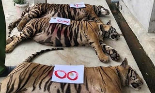 9 cá thể hổ được 2 đơn vị nhận nuôi, mỗi ngày chi phí hết 20 triệu đồng 