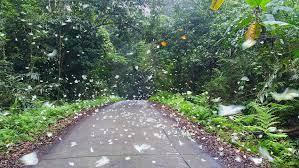 Tuần lễ Cúc Phương đại ngàn là điểm nhấn của du lịch Ninh Bình năm nay