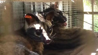 Phát hiện vụ vận chuyển cầy vòi trái phép trong rừng Phong Nha