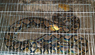 Trăn gấm quý hiếm dài 4m bò vào khu dân cư giữa thành phố để săn gà