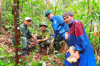 Để rừng xanh mãi bình yên