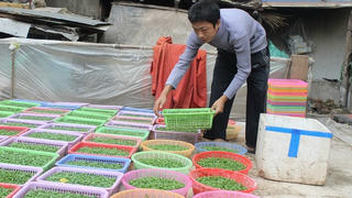 Xóm chạy thận ươm mầm rau nuôi hy vọng
