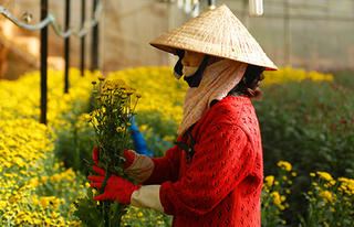 Đón Xuân trên cánh đồng hoa