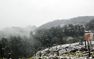 Mưa tuyết từ Ô Quy Hồ tràn xuống thị trấn Sa Pa