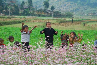 Nở rộ tour du lịch ngắm thu 
