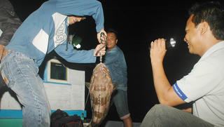 Trắng đêm săn cá “khủng” ở Cù Lao Chàm