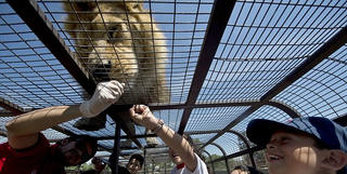 Độc đáo dịch vụ chui vào lồng để cù... sư tử