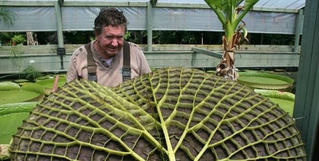 Chiếc lá kỷ lục to như thuyền tại Australia