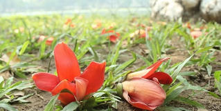 Những chân trời tháng Tư