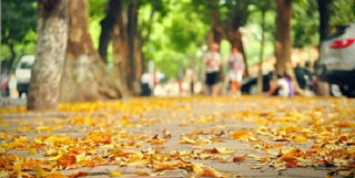 Đẹp ngỡ ngàng, Hà Nội mùa lá sấu bay…
