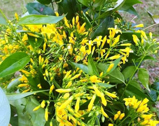 Giận bạn, hai nữ sinh 13 tuổi Nghệ An rủ nhau ăn lá ngón tự vẫn