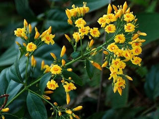 Giận chồng, người vợ 19 tuổi ăn lá ngón quyên sinh