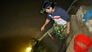 Chong đèn săn con chui lên từ bùn đất, 'vớt' hàng triệu đồng mỗi đêm