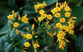 Cãi nhau với chồng, vợ ăn lá ngón tự tử