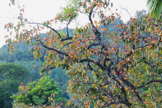 “Thủ phủ” hồng xứ Nghệ vào vụ thu hoạch