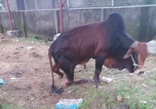Nghệ An: Công an vào cuộc xác minh vụ đàn bò trăm triệu bị kẻ xấu chặt đứt chân trong đêm
