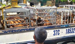 Đầu tư gần 1 tỷ để nuôi hổ trong nhà kho