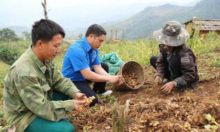 Nghệ An kết nối tiêu thụ hơn 5.000 tấn gừng cho nông dân