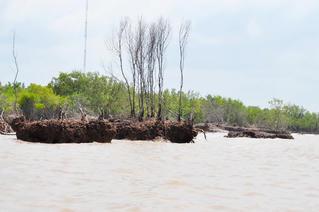 Bờ biển sạt lở đặc biệt nguy hiểm, Cà Mau xin hỗ trợ 970 tỷ đồng