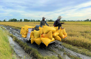 Giá lúa cao, năng suất tăng, nông dân Bạc Liêu phấn khởi