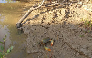 Cua Cà Mau bị chết diện rộng, người nuôi cua thấp thỏm, đứng ngồi không yên