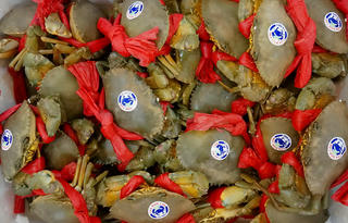 Phát triển bền vững nghề cua, nâng tầm đặc sản Cà Mau cả trong và ngoài nước