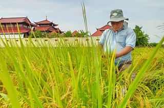 Bạc Liêu phát triển giống lúa nhiều hạt ngon cơm, thích ứng với biến đổi khí hậu