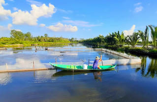 Xây dựng chuỗi giá trị ngành hàng tôm Cà Mau