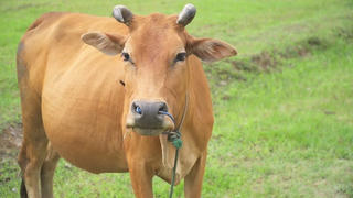 Người đàn ông bị con bò đá dẫn đến tử vong