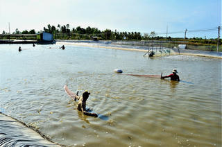 Chung tay tìm giải pháp đưa ngành tôm phát triển hiệu quả, bền vững