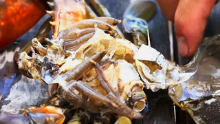 Tỉnh Cà Mau chỉ đạo 'hỏa tốc' khắc phục tình trạng cua nuôi bị chết