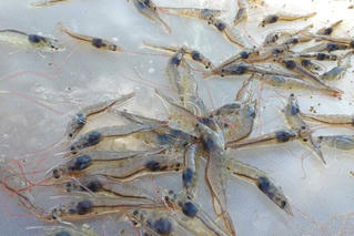 Cà Mau: Tôm thẻ chết sớm nghi mắc bệnh mờ đục trên ấu trùng