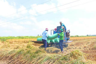Nông dân Bạc Liêu lao đao tìm thương lái mua lúa