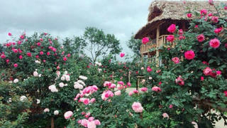 Gợi ý những điểm đến an yên cùng người ấy đón Valentine ngọt ngào