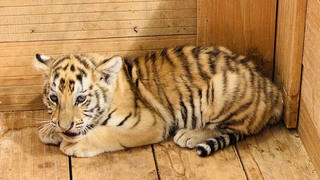 Đến Quy Nhơn ngắm chú hổ sơ sinh cực đáng yêu đang chiếm trọn spotlight mạng xã hội