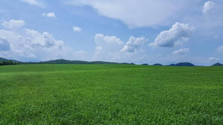 Lạc bước trên cánh đồng cỏ mombasa lớn nhất thế giới