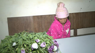 Phát hiện 200 cây thuốc phiện đang trổ hoa