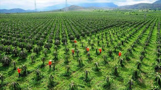 Đến năm 2025, 100% công ty nông, lâm nghiệp được xử lý dứt điểm các tồn tại