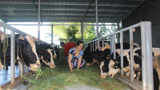 Người dân đã tiêu thụ được sữa bò nhờ xe thu mua được cấp thẻ "luồng xanh"