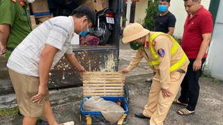 Lái xe lấy phí 100 nghìn chở thuê 37 cá thể rùa quý hiếm bị bắt giữ