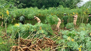 Công an Quảng Bình giúp người dân đang thực hiện giãn cách thu hoạch nông sản