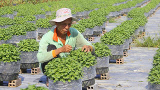 Người dân Cần Thơ “phập phồng” chuẩn bị hoa Tết giữa dịch bệnh