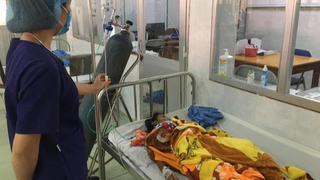 Ba chị em ruột bị ngộ độc do hái nấm lạ ở vườn để nướng ăn