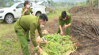 Hà Giang liên tiếp phát hiện hành vi trồng cây thuốc phiện