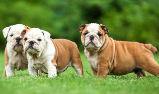 Trên thế giới, có những loài chó cực quý 