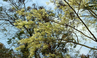 Hoa sưa Hà Nội mê mẩn lòng người